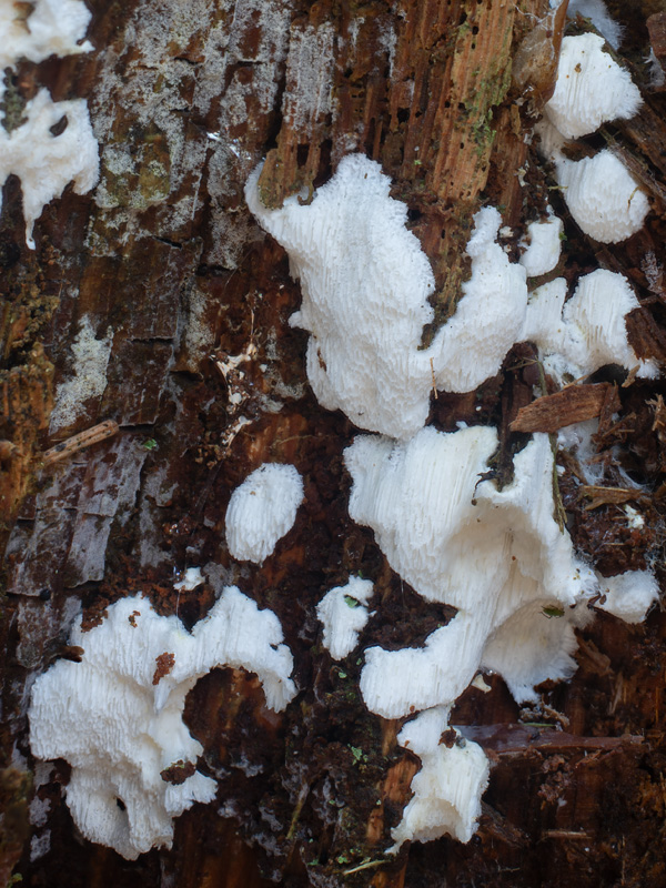 Postia romellii Postia romellii